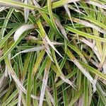 Carex morrowii पत्ता