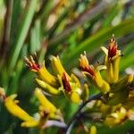 Phormium tenaxFlower