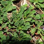 Globularia meridionalis Leaf