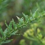 Hubertia ambavilla Blad