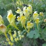 Linaria dalmatica Kwiat