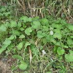 Petasites pyrenaicus Habit