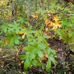 Liquidambar orientalisBlatt