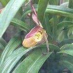 Phragmipedium longifolium Кветка