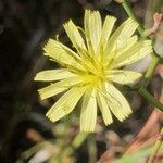 Launaea hafunensis Fleur
