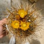 Parodia maassii Blad