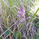 Polygala vulgaris Plante entière