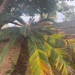 Cycas revolutaLeaf