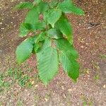 Carpinus betulusFolha