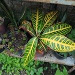 Codiaeum variegatum Yaprak