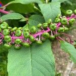 Phytolacca americana 葉