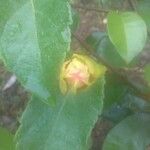 Passiflora coccinea Blatt