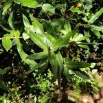 Eucryphia cordifolia Foglia