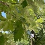 Quercus macrocarpa Blatt