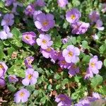Sutera cordata Hoja