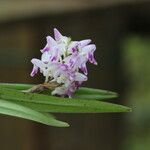 Polystachya bifida ഇല