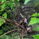 Tectaria gemmifera बार्क (छाल)