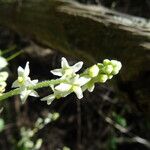 Marah fabacea Flower