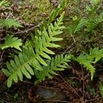 Polypodium vulgare Лист