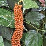 Piper guineense Meyve