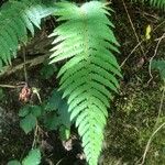 Polystichum aculeatum Blad