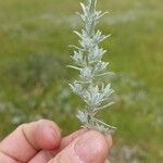 Artemisia maritima Leaf