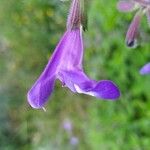 Salvia interrupta Λουλούδι