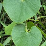 Aristolochia ringens 葉