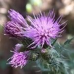 Cirsium palustre ᱵᱟᱦᱟ