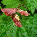 Acer circinatum Плід