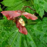 Acer circinatum Fruit