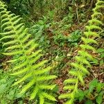 Thelypteris noveboracensis Blad