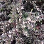 Cotoneaster microphyllus অভ্যাস