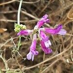 Vicia monantha Λουλούδι