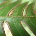 Pteris hamulosa Leaf