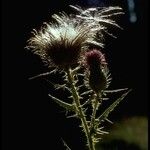 Cirsium undulatum Flower