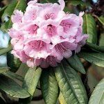 Rhododendron pudorosum Flor