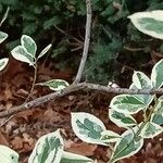 Rhamnus alaternus Escorça