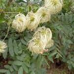 Clematis lasiantha Flor