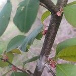 Prunus serotina Ліст