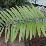 Encephalartos pterogonus पत्ता