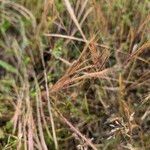 Festuca ambigua Habit