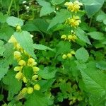 Lamium galeobdolon 形態