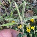 Argyrolobium zanonii Fruit