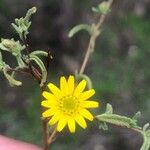 Pulicaria arabica Flower