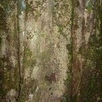 Micropholis trunciflora Casca