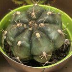 Gymnocalycium anisitsii Ліст