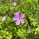 Geranium asphodeloides Кветка