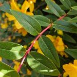 Hypericum × hidcoteense Leaf