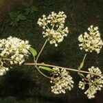 Mikania vitifolia Flower